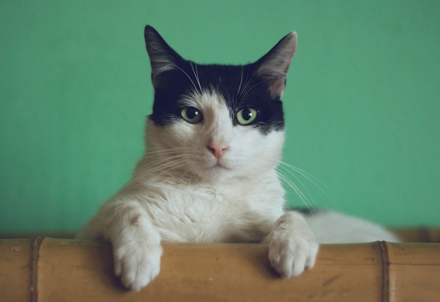 A black and white cat peeking over a ledge