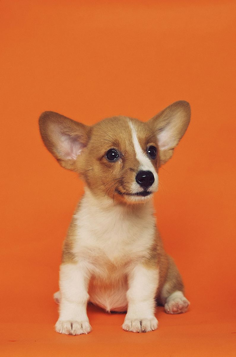 A corgi puppy against an orange wall