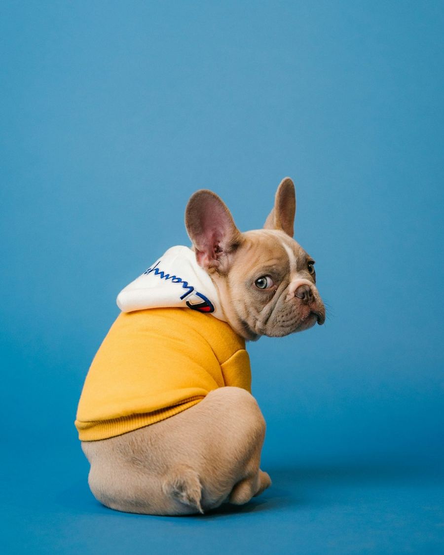 A French bulldog in a yellow hoodie
