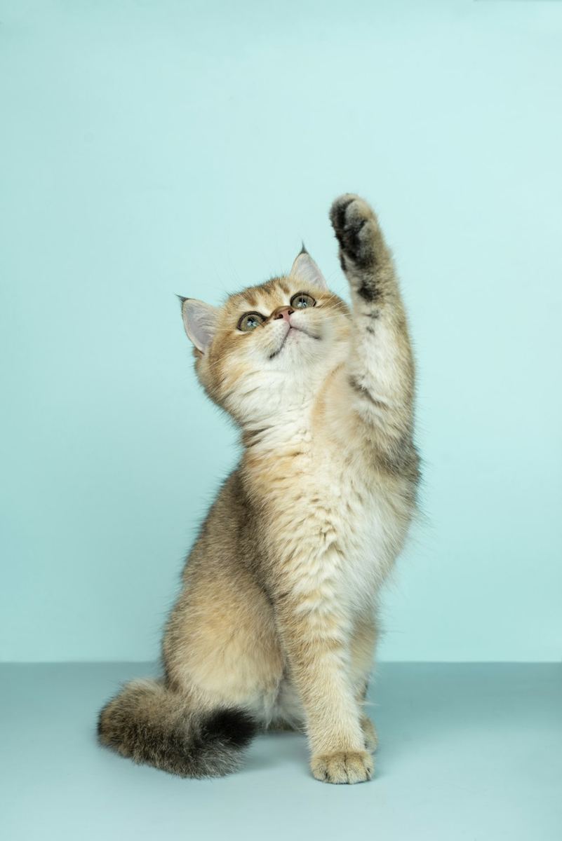 A kitten reaching up with one paw